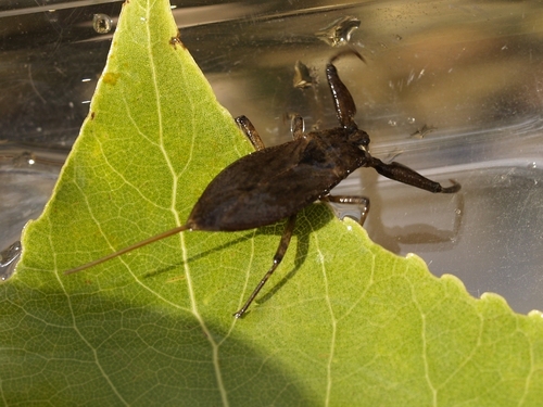 NEPA cinerea (обыкновенный водяной Скорпион)