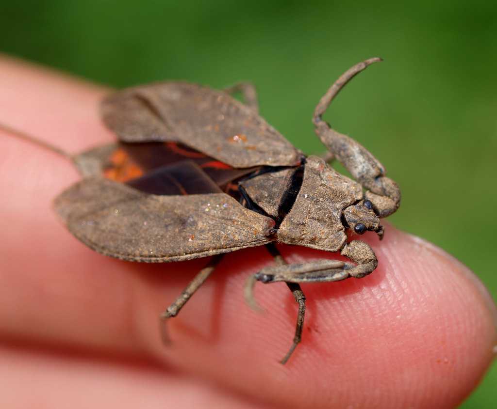 Eurasian Water Scorpion, photo 1 of 9