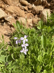 Matthiola aspera
