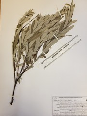 Salix humilis tristis