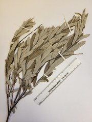 Salix humilis tristis