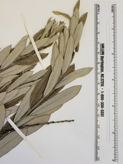 Salix humilis tristis