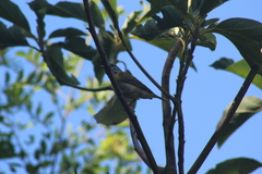 Pachyramphus viridis