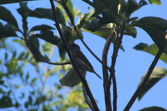 Pachyramphus viridis