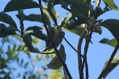 Pachyramphus viridis