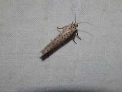 Yponomeuta fumigatus