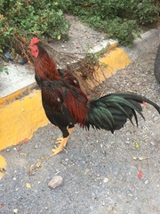 Gallus gallus domesticus