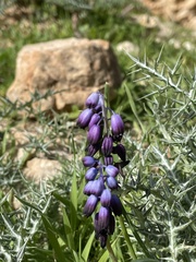 Muscari inconstrictum