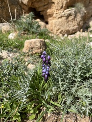 Muscari inconstrictum