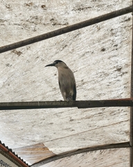 Nycticorax nycticorax
