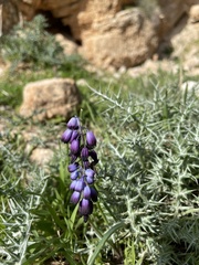 Muscari inconstrictum