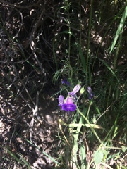 Penstemon heterophyllus