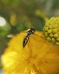 Allograpta piurana