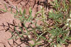 Astragalus flavus flavus