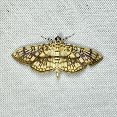 Haritalodes obliqualis