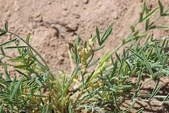 Astragalus flavus flavus