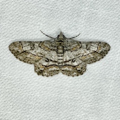 Cleora displicata