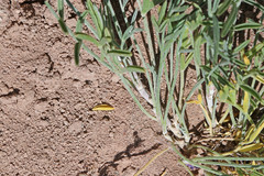 Astragalus flavus flavus