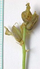 Astragalus flavus flavus