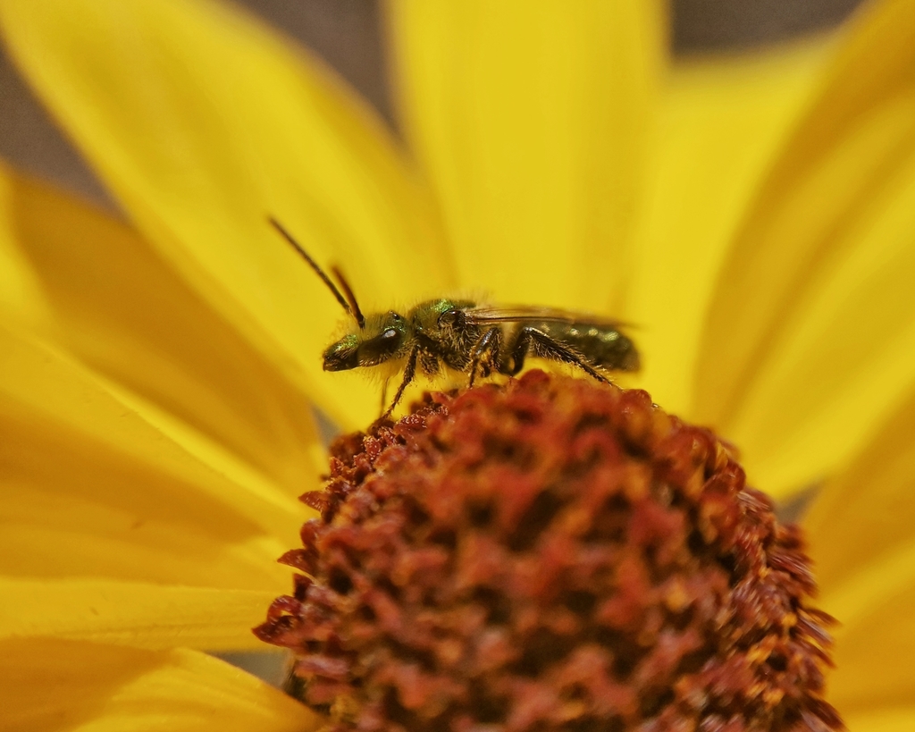 Caenohalictus from Vicuña, Coquimbo, Chile on February 17, 2022 at 12: ...