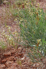 Astragalus hamiltonii