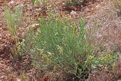 Astragalus hamiltonii