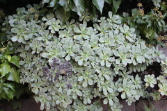 Aeonium haworthii