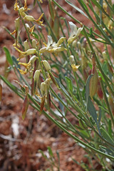 Astragalus hamiltonii