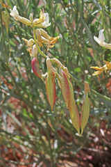 Astragalus hamiltonii
