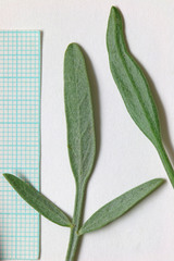 Astragalus hamiltonii