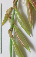 Astragalus hamiltonii