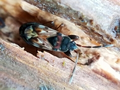 Scolopostethus thomsoni