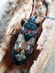 Scolopostethus thomsoni