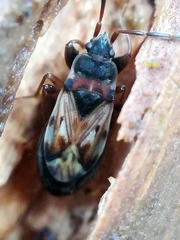 Scolopostethus thomsoni