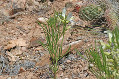Astragalus nelsonianus