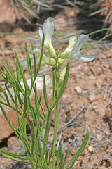 Astragalus nelsonianus