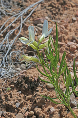 Astragalus nelsonianus