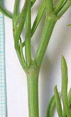 Astragalus nelsonianus