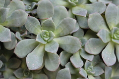 Aeonium haworthii