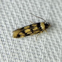 Sphyrelata nefanda