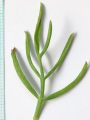 Astragalus nelsonianus