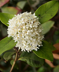 Acokanthera rotundata