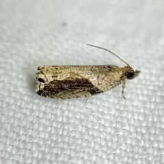 Statherotis pendulata