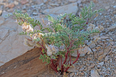 Astragalus pubentissimus