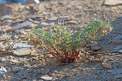 Astragalus pubentissimus