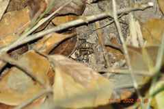 Pseudopaludicola pusilla