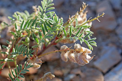 Astragalus pubentissimus