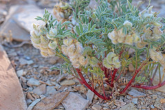 Astragalus pubentissimus