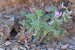 Astragalus pubentissimus