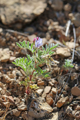 Astragalus pubentissimus